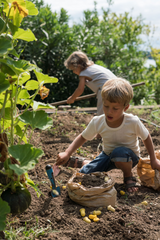 Grapat Mandala - Yellow Tulips