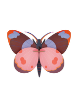 Studio Roof - Wall Art - Bellissima Butterfly