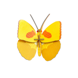 Studio Roof - Yellow Butterfly