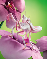 Folkmanis Orchid Mantis Puppet