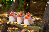 Rattle - Bubba Rooster
